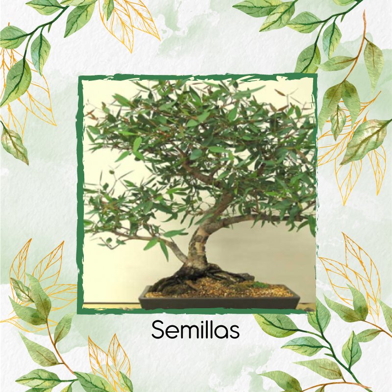Ficha Técnica No. 15 EUCALYPTUS GLOBULUS LABILL