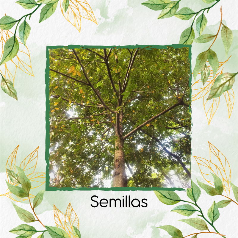 Semilla Orgánicas De Árbol Abarco – Garden Green