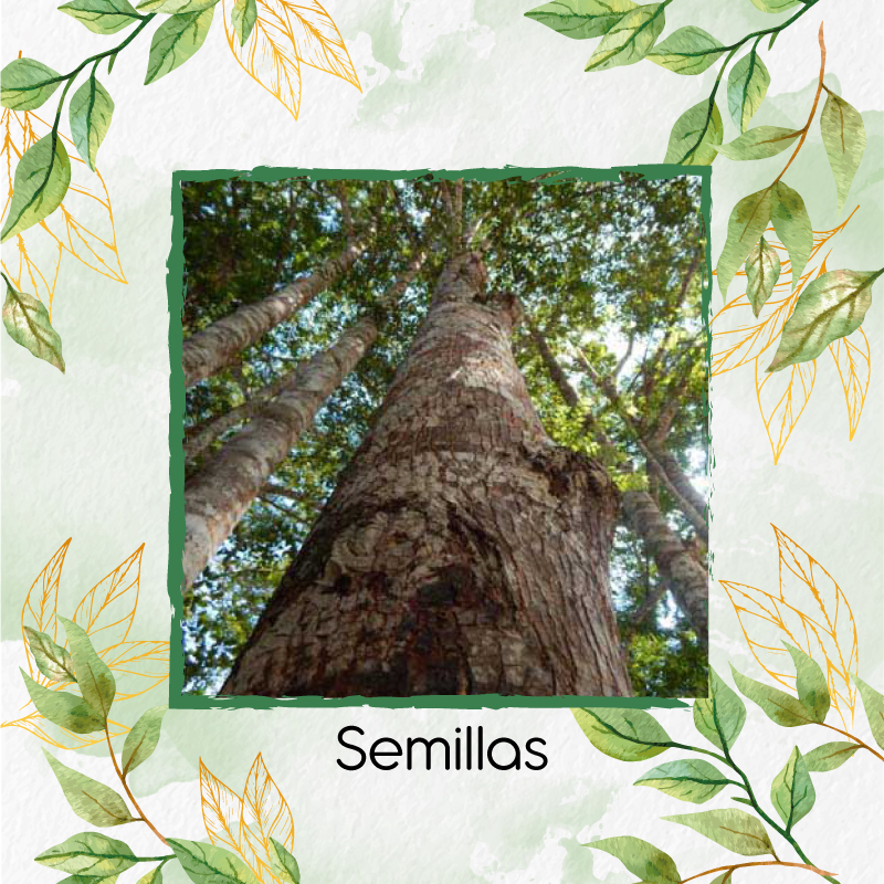 Semilla Orgánicas De Árbol Abarco – Garden Green