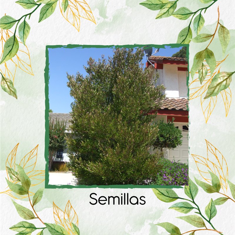 Semillas De Firmiana Simplex Para Bonsái - Pack De 20 Semillas Orgánicas, Ideal Para Jardinería Y Decoración De Interiores/Exteriores